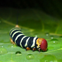 Rups in Butterfly World