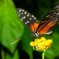 Vlinder in Butterfly World