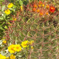 Cactus in de Antwerpse Plantentuin