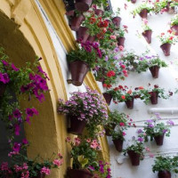 Bloemen in Cordoba