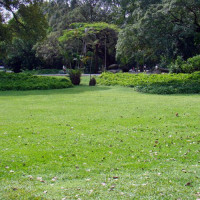 Grasveld in het Campo de Santana