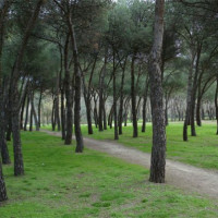 Bomen op het Casa de Campo