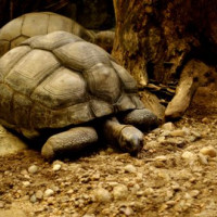 Schildpad van de Dusit Zoo