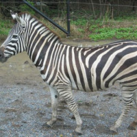 Zebra in de Dusit Zoo