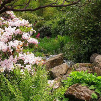 Planten in de Royal Botanic Garden