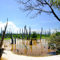 Moerassen van de Everglades National Park