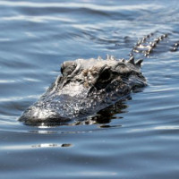 Alligator in het water