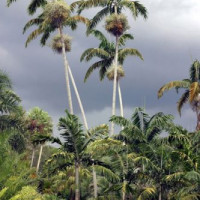 Palmbomen in Fairchild Garden