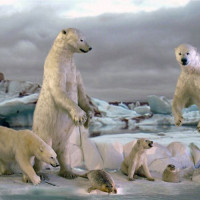 Opgezette ijsberen