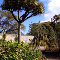 Struiken en bomen in Sydney