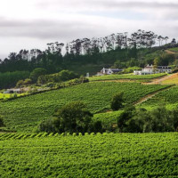 Domein van Groot Constantia