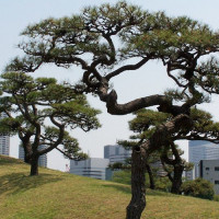 Bomen in de Hama Rikyu tuin