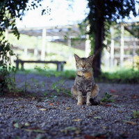 Kat in de Hama Rikyu tuin