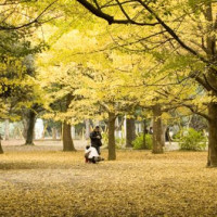 Bomen in Harajuku