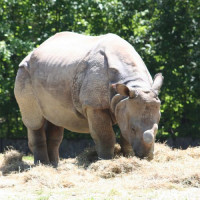 Neushoorn in de Hellbrunn Zoo