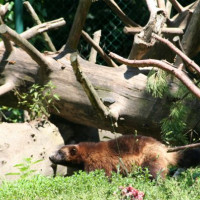 Diertje van de Hellbrunn Zoo