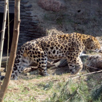 Luipaard in de Korkeasaari Zoo