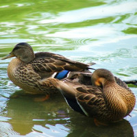 Eenden in het Herastraupark