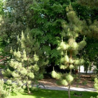 Bomen in de Jardin Botánico de Córdoba