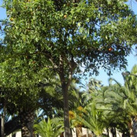 Bomen in de Jardines del Turia