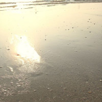 Strandbeeld van Juhu Beach