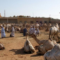 Beeld van de Birqash Kamelenmarkt