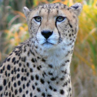 Cheetah in de Kölner Zoo