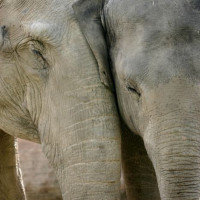 Olifanten in de Zoo van Kopenhagen