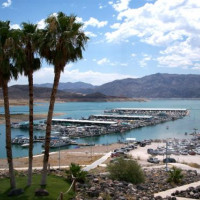 Palmbomen bij Lake Mead