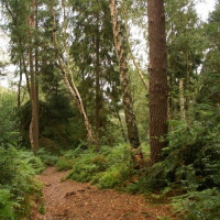 Bos in het Lickey Hills Country Park