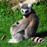 Maki in de Los Angeles Zoo