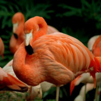 Flamingo's in de Los Angeles Zoo