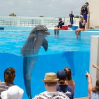 Dolfijn in Marineland
