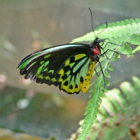 Vlinder in de zoo van Melbourne
