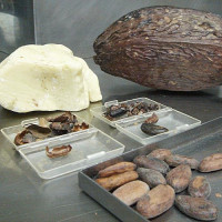 Cacao in het Museum van Cacao en Chocolade