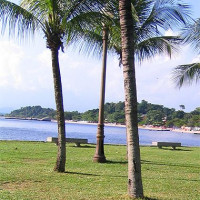Palmbomen op Paquetá