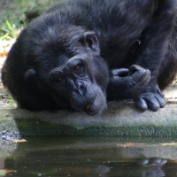 Drinkende chimpansee