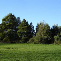 Bomen in het Parque da Cidade