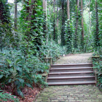 Pad in het Parque Lage