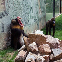 Bavianen in het Parque Zoologico de Córdoba