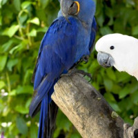 Vogels op Parrot Jungle Island