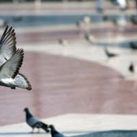 Duiven op het Plaça de Catalunya