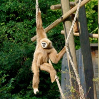 Gibbon