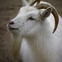 Geit in de Reykjavik Zoo