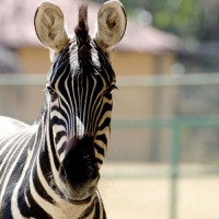 Zebra van de Reykjavik Zoo