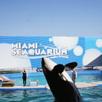 Orka van het Seaquarium