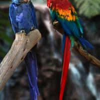 Papegaaien in het Parc Floral Phoenix