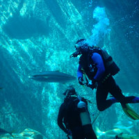Duikers in het Two Oceans Aquarium