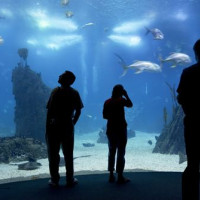 Aquarium in het Oceanário