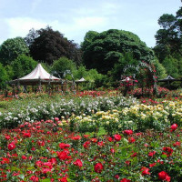 Bloemen in Sir Thomas and Lady Dixon Park